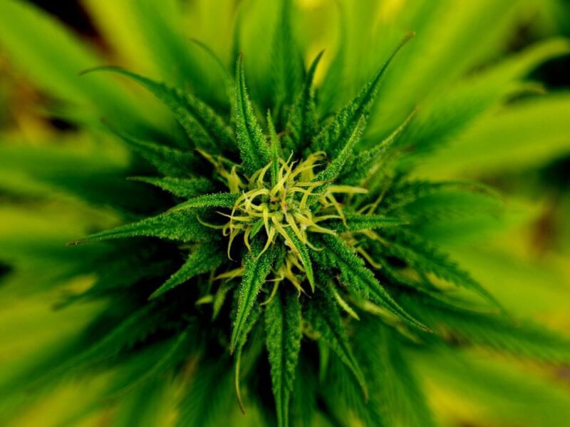 marijuana 101796 1920