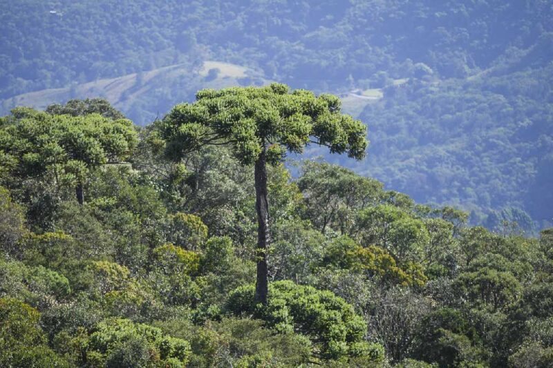 Araucaria