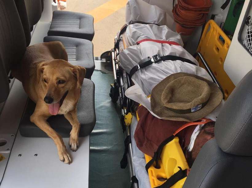 Cadela entra em ambulância e acompanha tutor até o hospital