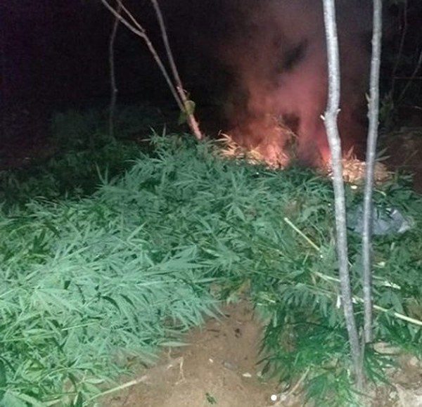 Maconha erradicada na zona rural de Dormentes, PE