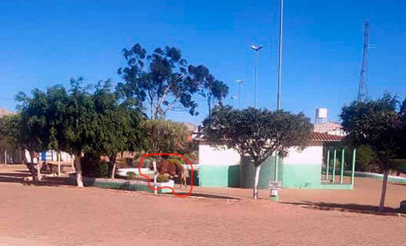 Populares reclamam: Animal na praça do Distrito do Socorro