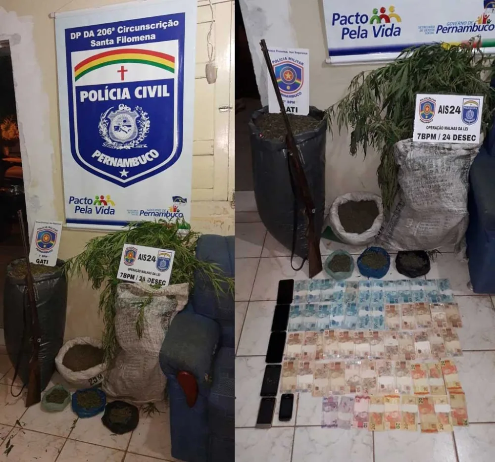 Santa Filomena: Dois indivíduos presos e menor apreendido por plantação e tráfico de maconha e porte ilegal de arma