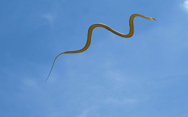 https://www.charlesaraujo.com.br/site/2020/07/cobras-voadoras-intrigam-cientistas-assista-o-video/