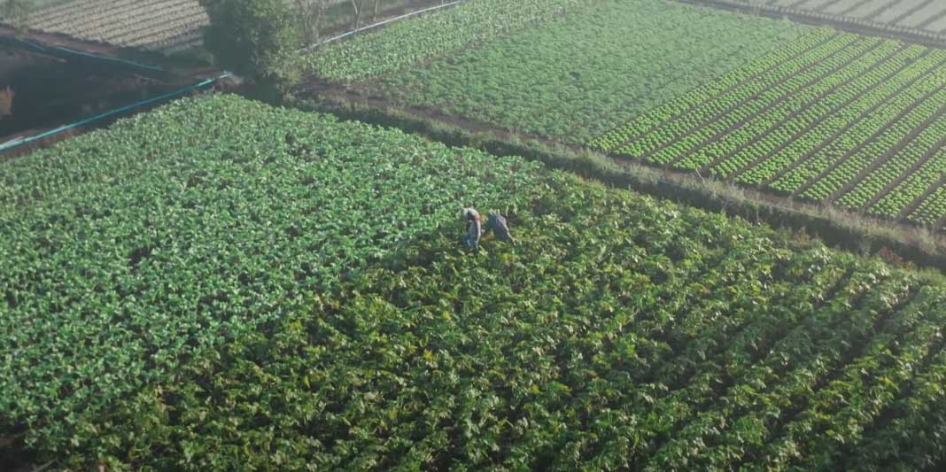 Agricultura é onde começa a vida