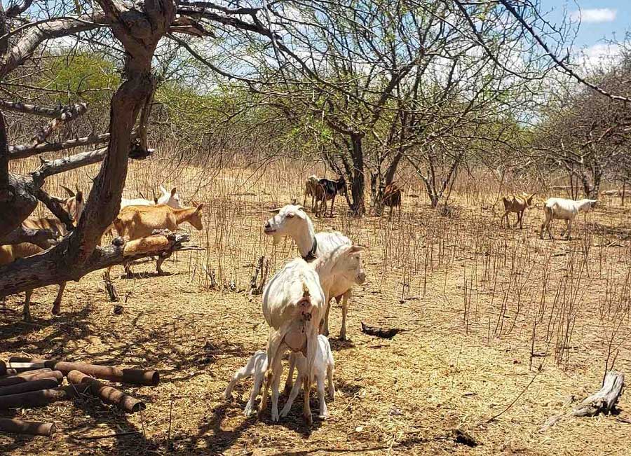 Embrapa Semiárido alerta para neurodoença em caprinos e ovinos da caatinga