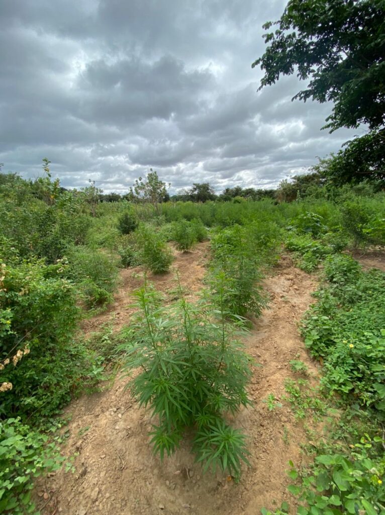 PF erradica 1,6 mil pés de maconha e agricultor é preso suspeito de tráfico de drogas, no Sertão do estado 2 20210212090825896658u