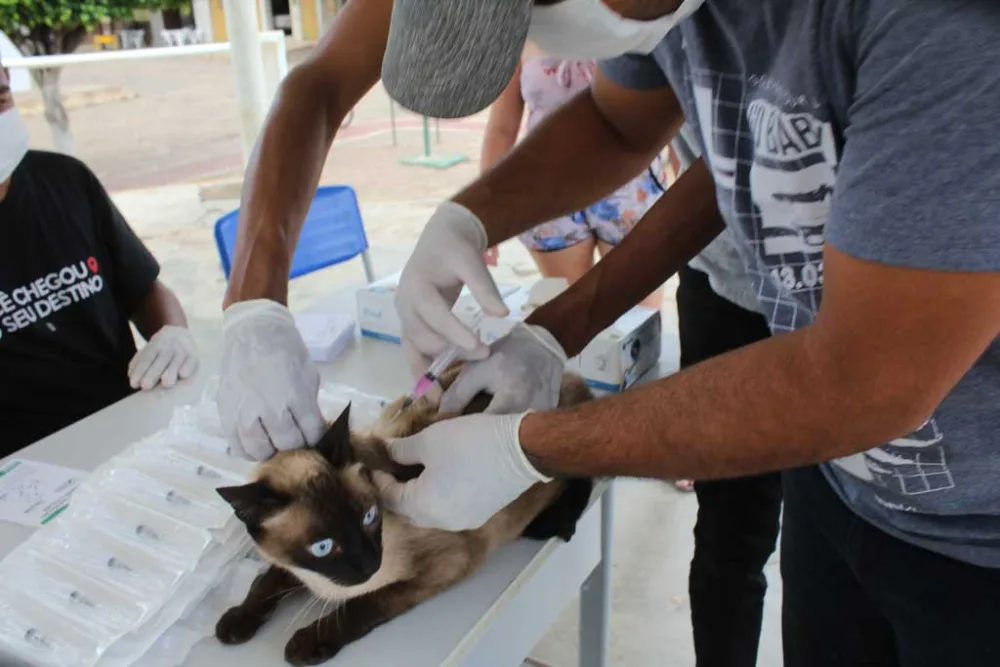 Santa Filomena contra a raiva Prefeitura realiza campanha antirrábica em cães e gatos