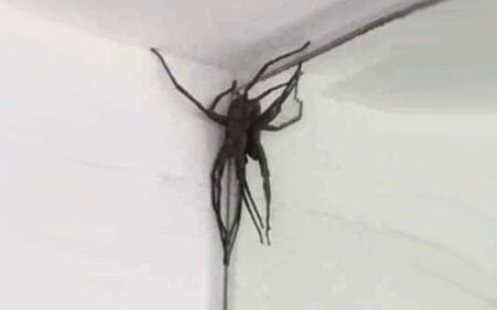 Aranhas gigantes invadem casas de Belo Horizonte