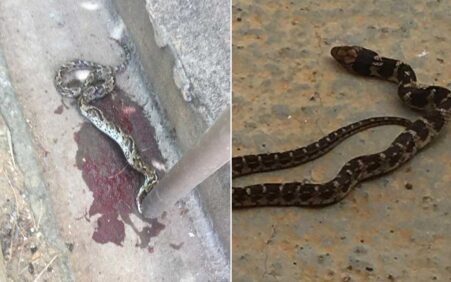 Serpentes urbanas: Cobras peçonhentas são encontradas dentro das casas em Santa Filomena (PE)