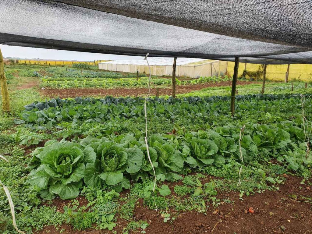 Do campo à mesa: Agricultores se reinventam e encontram novas formas de chegar ao consumidor durante pandemia 2 Foto RolindaSalomons