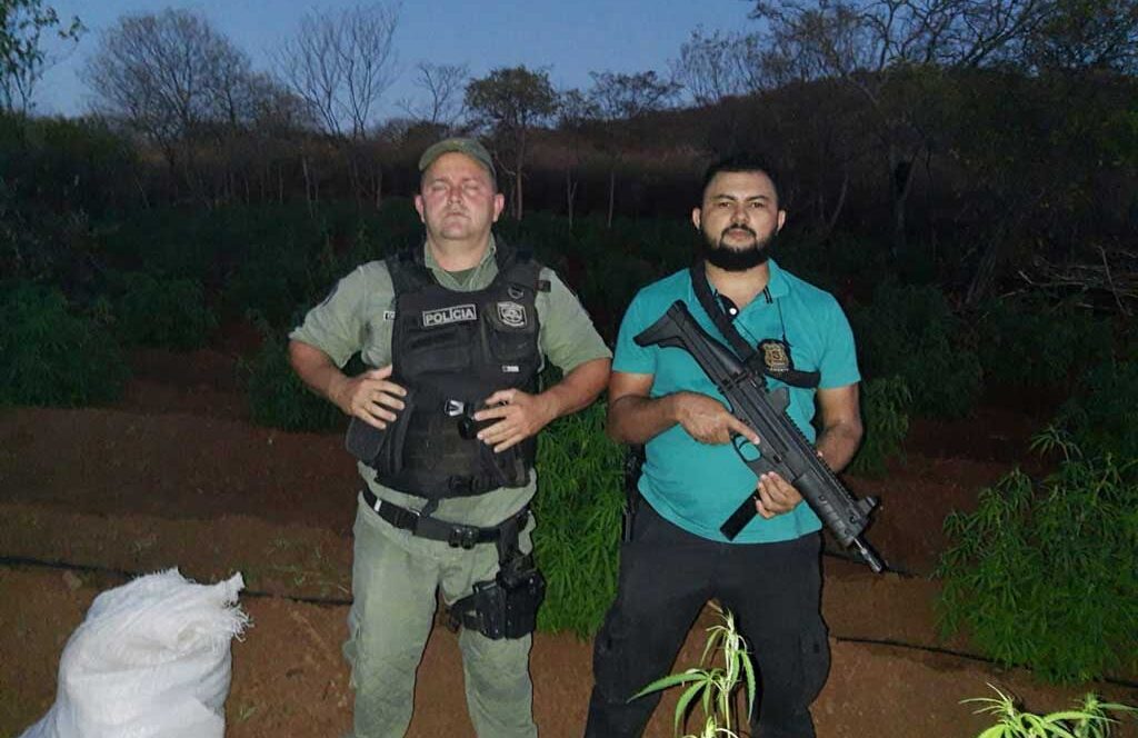 Polícias Civil e Militar prendem acusado e erradicam 12 mil pés de maconha em Santa Filomena (PE)