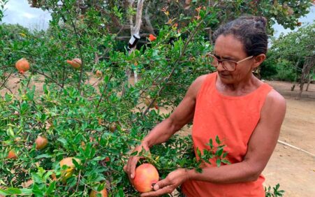 Programa Bem Viver no Semiárido incentiva sistema produtivo agroecológico e beneficia 82 famílias na Serra do Inácio