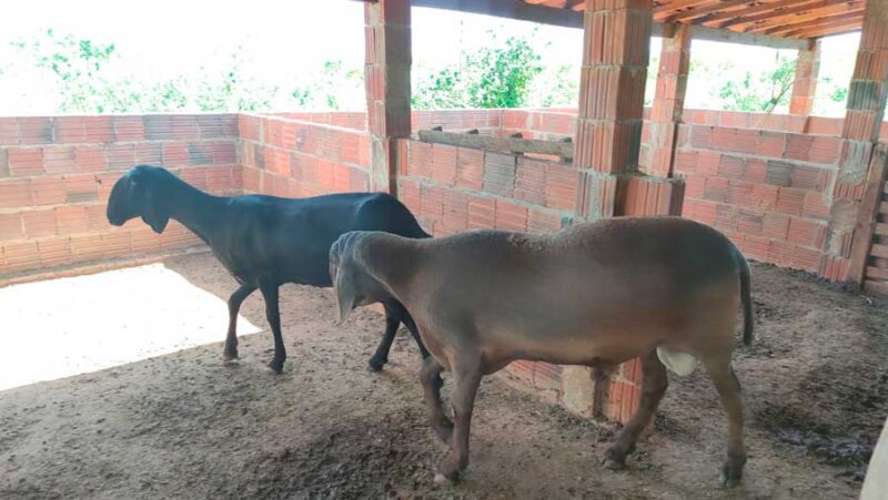 Prefeitura de Santa Filomena e Sebrae investem em inseminação artificial e transferência genética em ovinos e caprinos 3 Tanque Novo