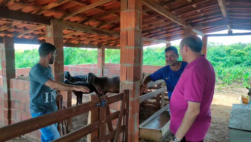 Prefeitura de Santa Filomena e Sebrae investem em inseminação artificial e transferência genética em ovinos e caprinos 2 Tanque Novo4