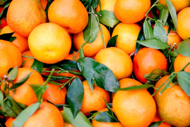 Chá de casca de laranja: mudando seu bem-estar e emagrecendo de forma saudável 2 laranja 1