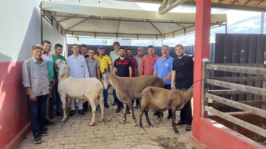 Projeto Berganês Solidário promove conservação, melhoramento e valorização do ovino dormentense