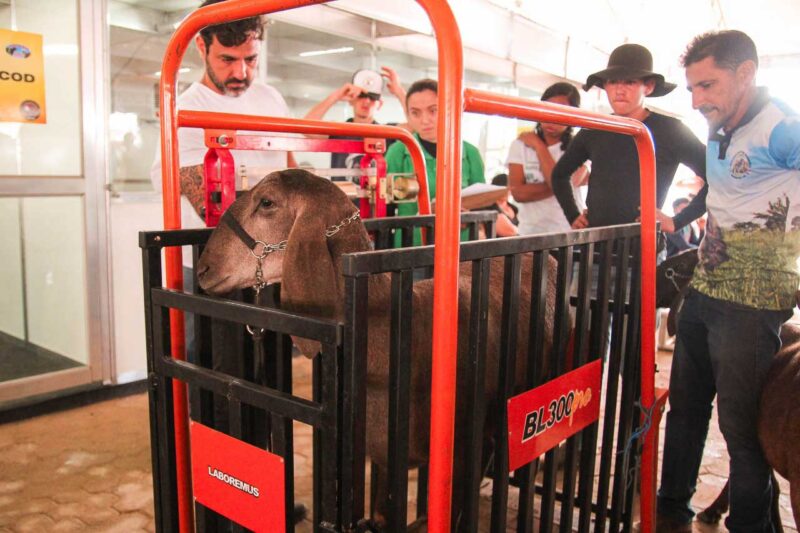Caprishow 2022: Pesagem, baias cheias e início da comercialização de caprinos e ovinos marcam o 2° dia de feira 3 2o Dia 6