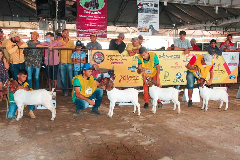 Com juiz internacional e animais ranqueados Dormentes inicia a fase de julgamentos no 3º dia de Caprishow 2022 3 DIA 3 5