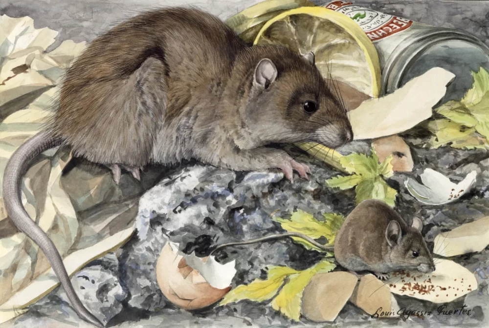 Conheça 5 doenças que os animais transmitem aos humanos – uma delas mata praticamente 100% dos infectados 8 nationalgeographic603458 scaled