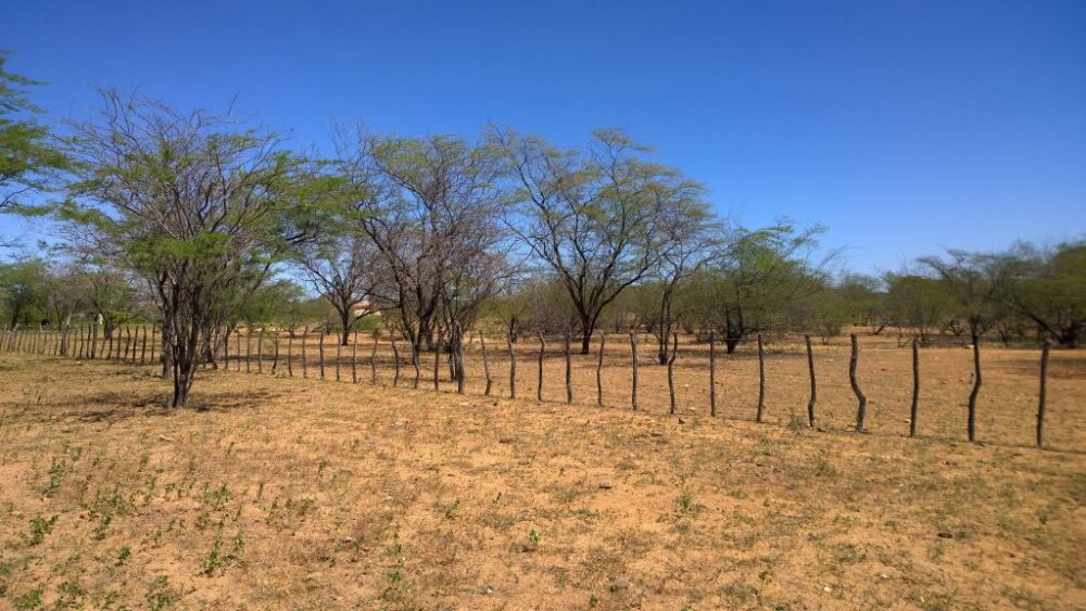 sertao nordeste seco 1024x576 1 scaled