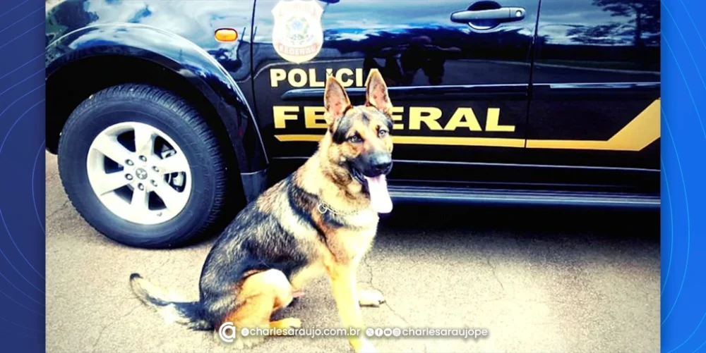 PF e Polícia Civil/PE apreendem cerca de 114 kg de drogas
