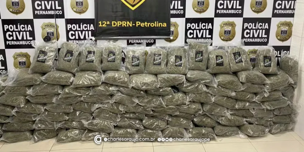 Polícia apreende 94 kg de "Maconha Chilena" avaliada em quase R$ 300 mil em Petrolina 2 PC PE mc cp charlesaraujo.com .br scaled