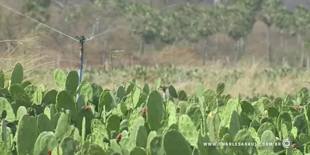 Agropecuaristas de Bodocó participarão de oficina sobre cultivo intensivo de palma com especialista Paulo Suassuna