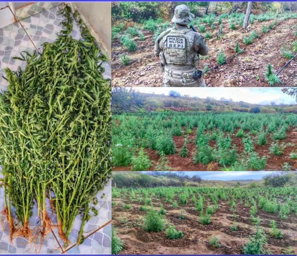 Operação Renoe erradica mais de 43 mil pés de maconha no Sertão de Pernambuco