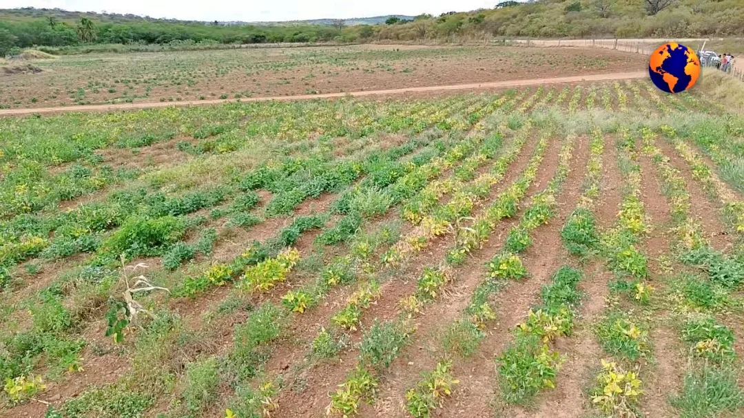 Sertão Pernambucano: O Clamor de um Povo Abandonado pela Chuva e pelo Poder Público; vídeo 7 batch Seca Sertao PE 11