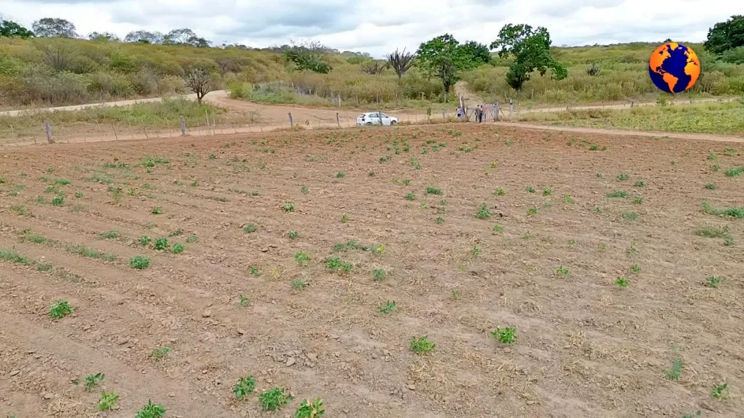 Sertão Pernambucano: O Clamor de um Povo Abandonado pela Chuva e pelo Poder Público; vídeo 5 batch Seca Sertao PE 5