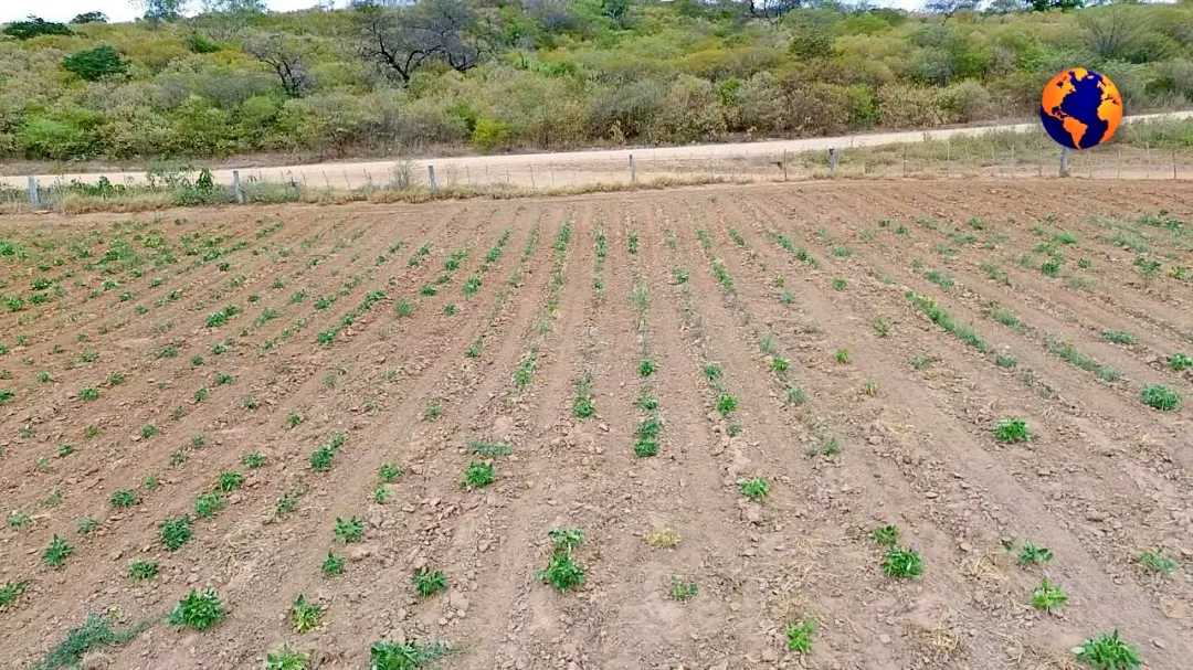 Sertão Pernambucano: O Clamor de um Povo Abandonado pela Chuva e pelo Poder Público; vídeo 6 batch Seca Sertao PE 8