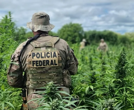Polícia Federal erradica 434 mil pés de maconha no Sertão de PE e evita produção de 144 toneladas da droga