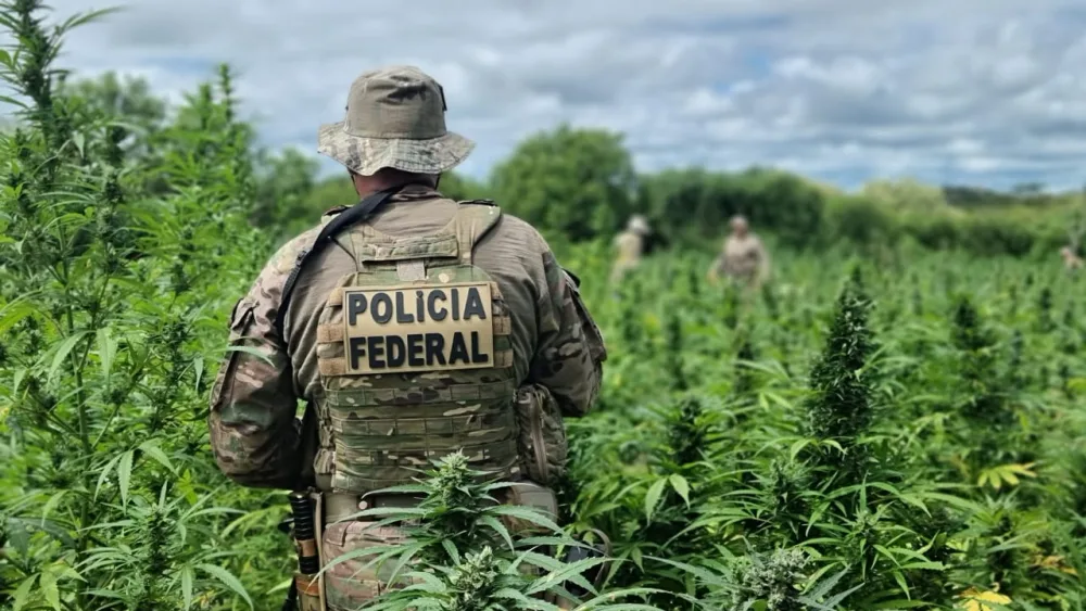 Polícia Federal erradica 434 mil pés de maconha no Sertão de PE e evita produção de 144 toneladas da droga