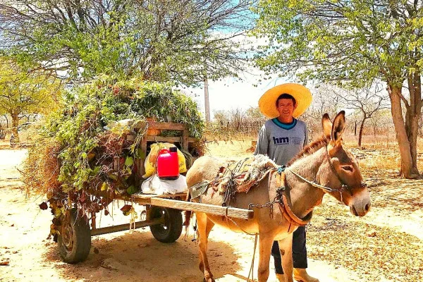 "Se continuarmos nesse ritmo, os jumentos estarão extintos do Brasil em 2030"