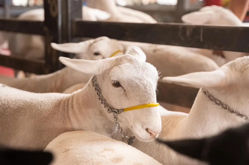 Ao lado de Raquel Lyra, Corrinha de Geomarco anuncia conquista histórica com o Selo SISBI para carnes de caprinos e ovinos de Dormentes 3 c5437887 d4fe 475e bd00 044260bd1780 scaled