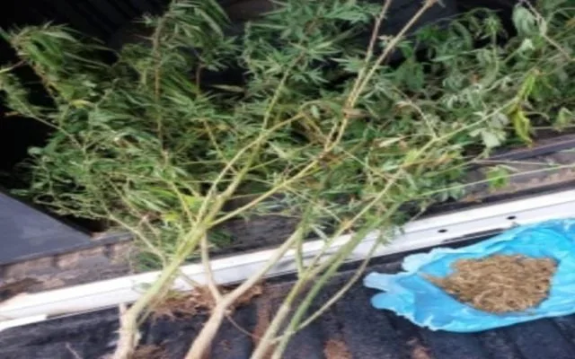 maconha trindade 640x400 1